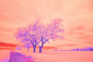 Two trees with purple leaves under a pink sky