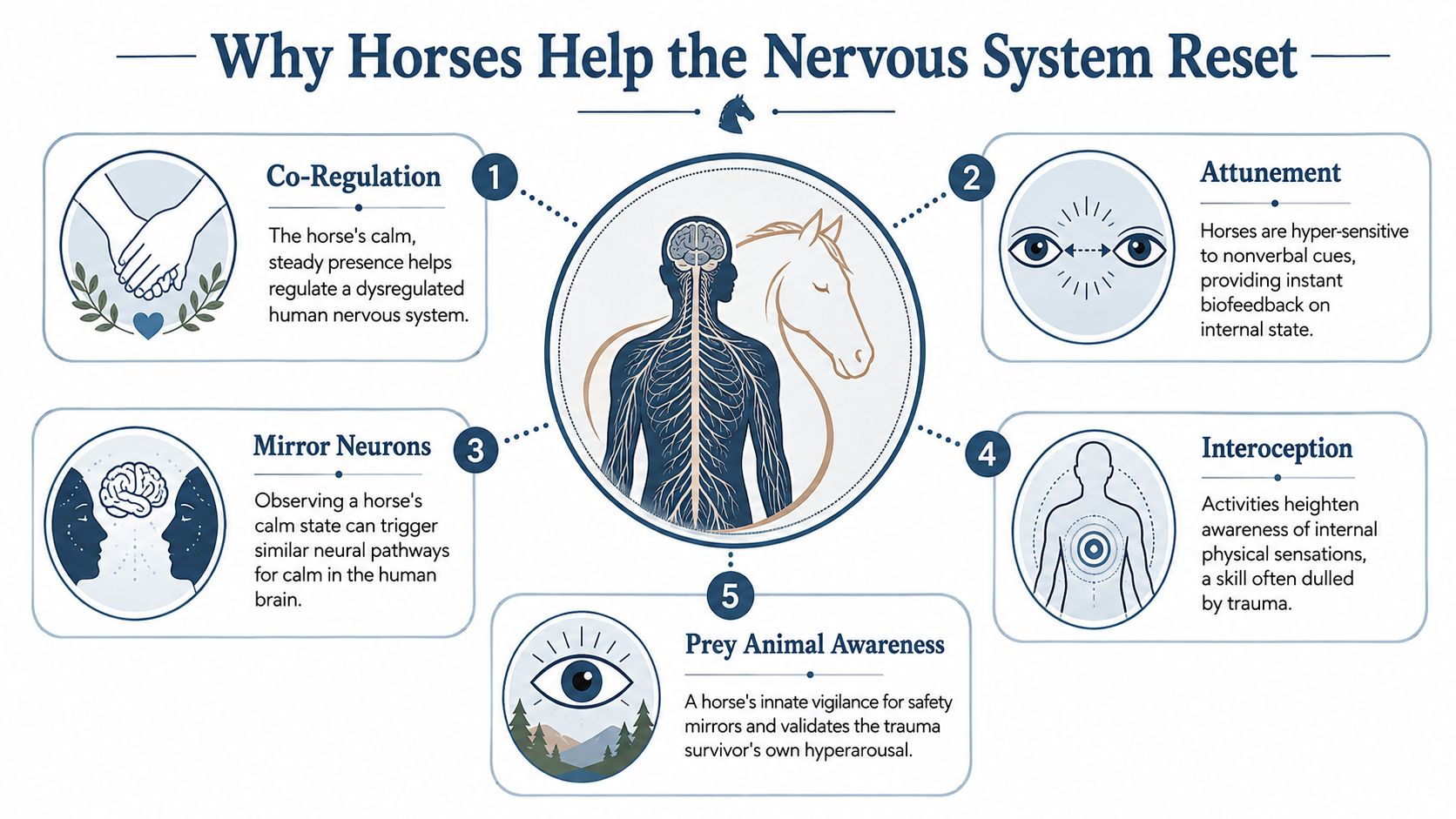 An infographic showing five key reasons why horses help human nervous systems recover and achieve emotional balance.