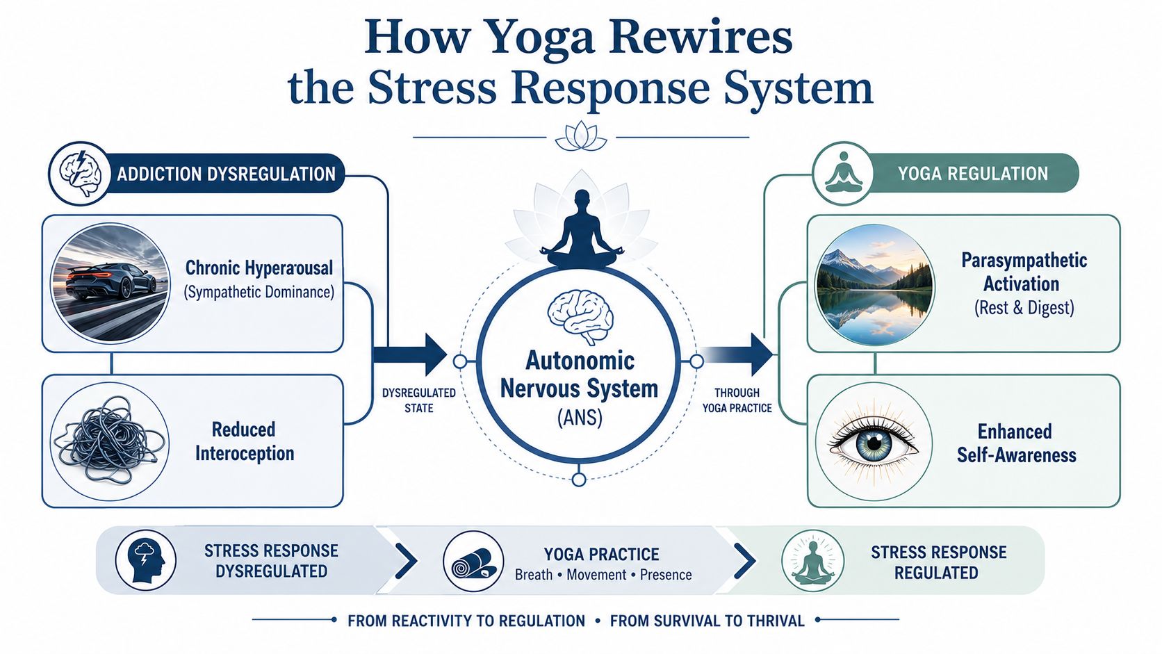 A diagram illustrating how yoga practice helps rewire the nervous system from stress to regulation.