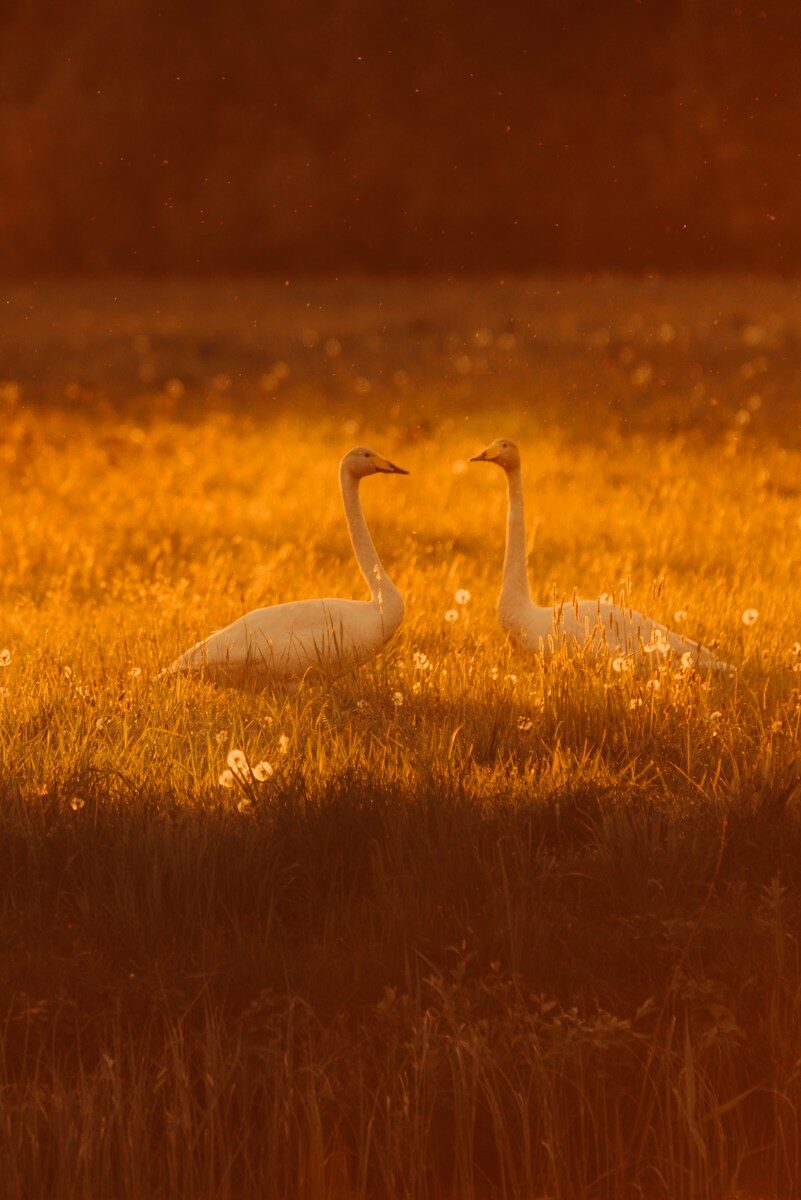 Two white swans in a grassy field during the golden hour